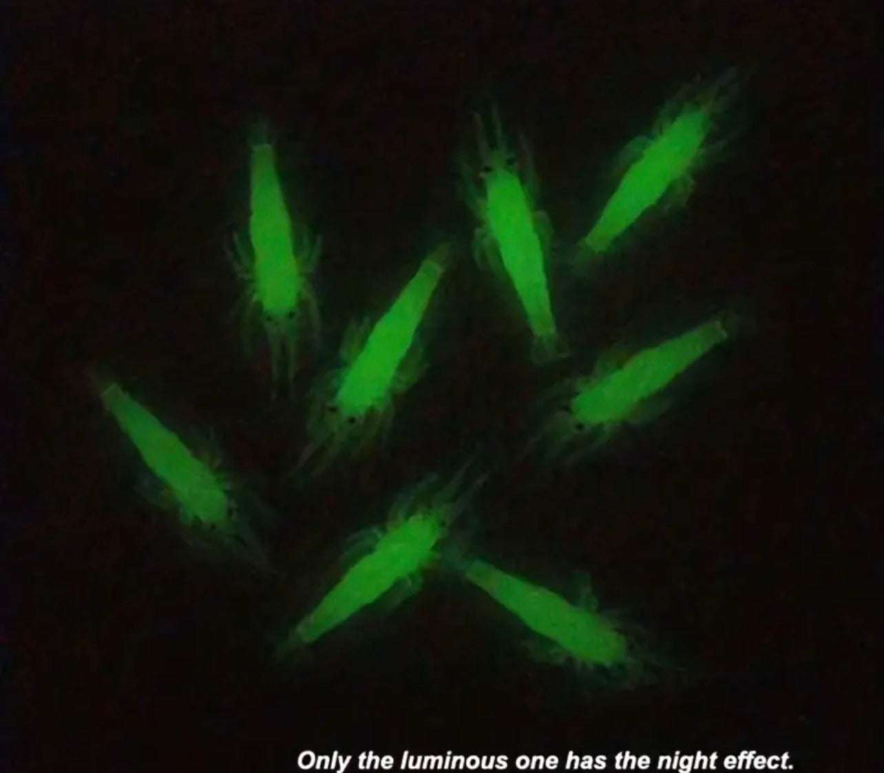 ENGAÑADORES TIPO CAMARÓN